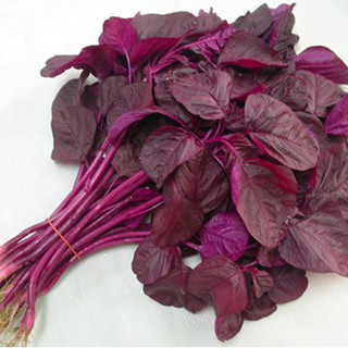 20g hạt giống rau dền đỏ
