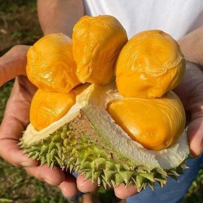 CÂY GIỐNG SẦU RIÊNG MUSANG KING