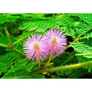 COMBO 5 GÓI HẠT GIỐNG HOA MIMOSA -HOA TRINH NỮ MIXX MÀU