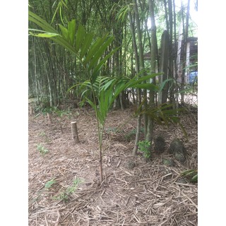 cây cau kiểng bầu đất không chậu