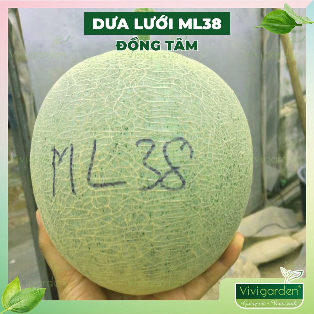 Gói 10 HẠT DƯA LƯỚI SIÊU NGỌT SIÊU MỎNG VỎ ML38 chịu nhiệt giống Đồng Tâm