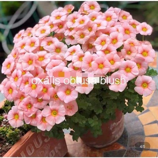 Củ hoa oxalis(combo 10 củ) HOA TẾT kèm phân bón