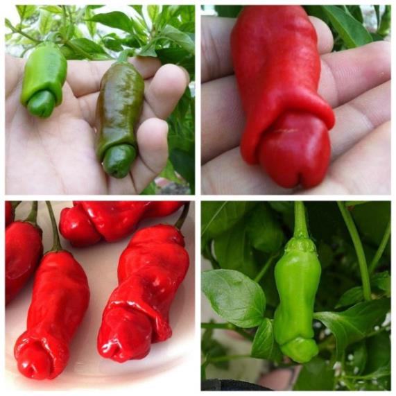 Hạt Giống Ớt Cu Tí Siêu Độc Lạ  - Dễ Trồng, Chịu Nhiệt, Năng Suất Cao - MUA 3 TẶNG 1 CÙNG LOẠI
