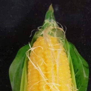 Khuôn bắp Ngô to