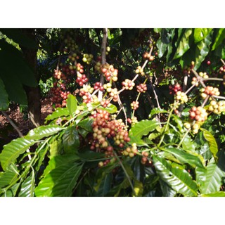 1kg cafe rang mộc The Orginal  100% Robusta