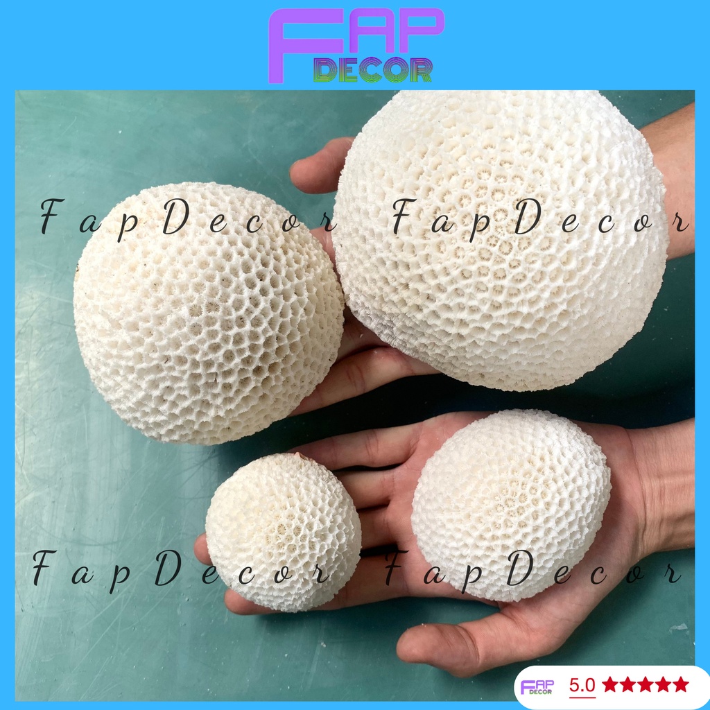 SAN HÔ BÁNH BAO PHONG THỦY HÀNG ĐẸP TRANG TRÍ THỦY SINH TIỂU CẢNH SETUP BỂ CÁ - FAPDECOR