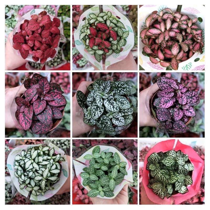 chậu cây cẩm nhung (cây lá may mắn )