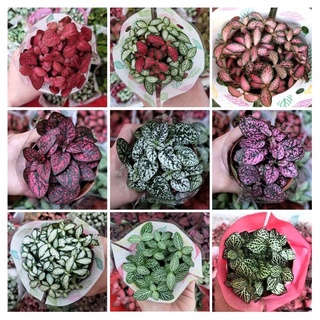 Chậu cây cẩm nhung