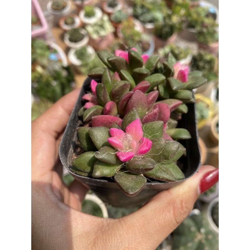SEN ĐÁ HỒNG SAO BỤI 10CM LỚN