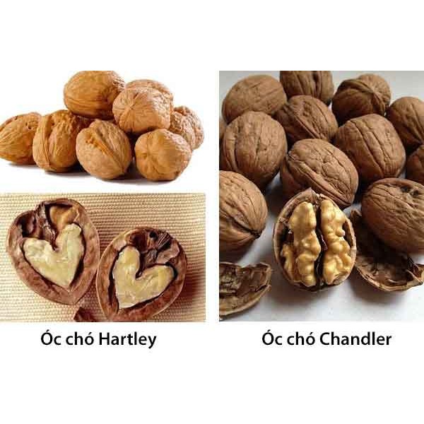 Óc chó Hartley