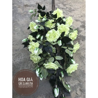 hồng kim cương( ko kèm chậu )