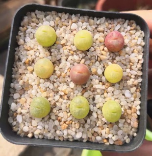 Cây Conophytum maughanii (Mua 2 tặng 1)