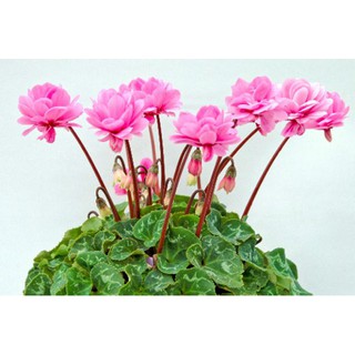 Hạt giống hoa anh thảo mix F1 - 10 hạt