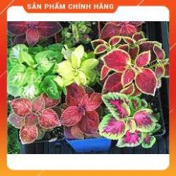 HẠT GIỐNG CÂY MAY MẮN NHIỀU MÀU GÓI 50H