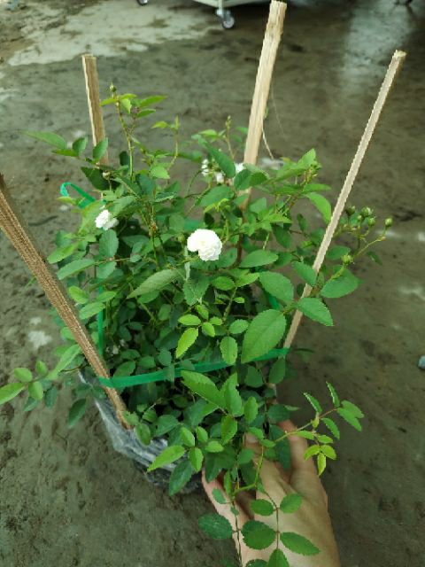 Cây hồng thơm bạch trà