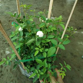 Cây hồng thơm bạch trà
