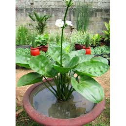cây bách thủy tiên