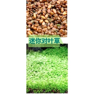 hạt giống nền thuỷ sinh