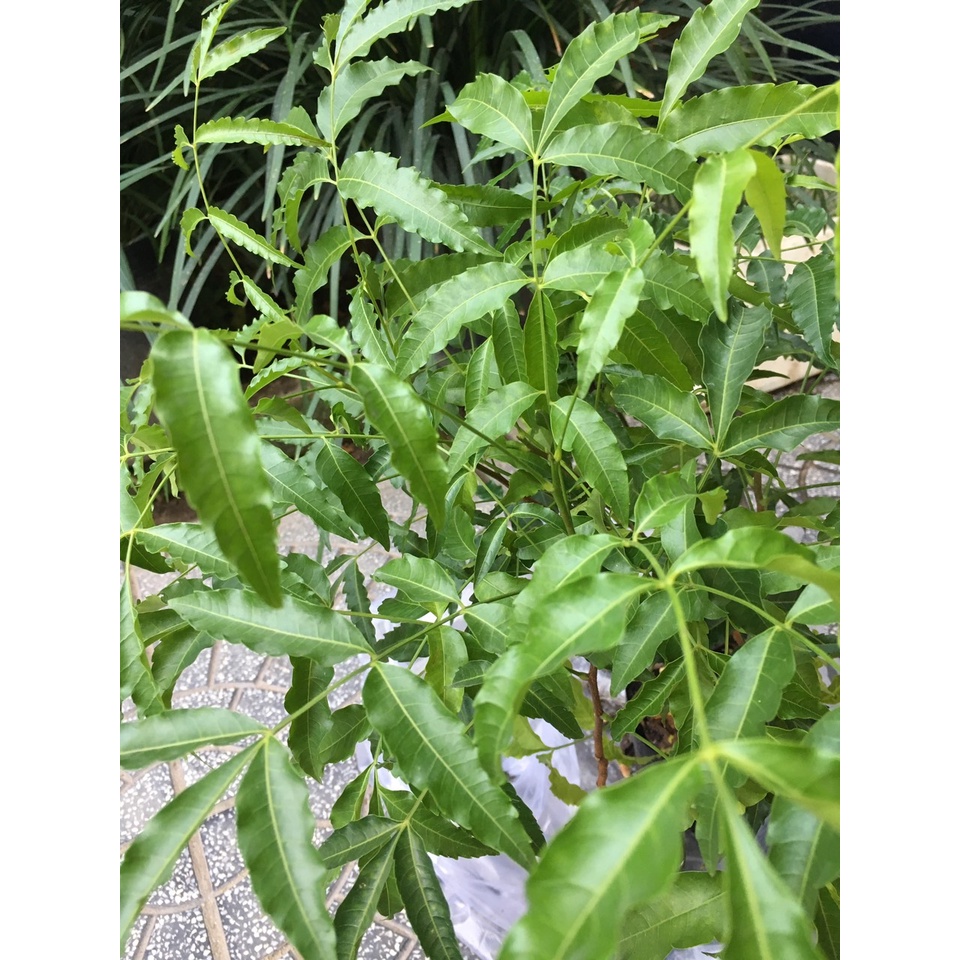 Combo 5 Cây Sầu Đâu Giá Rẻ sen đá