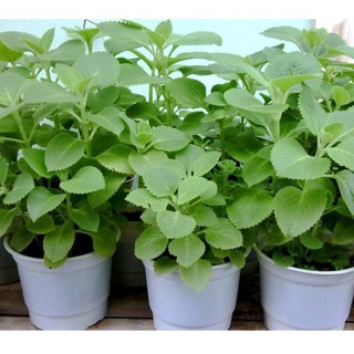 [HOT] Hạt giống Rau Thơm Lùn (Húng Chanh) 0.1 gr