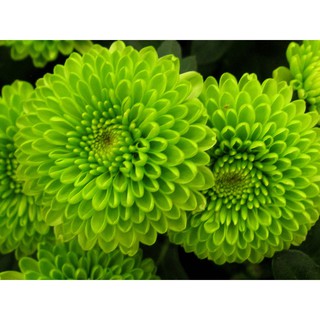 Hạt giống hoa Cúc xanh