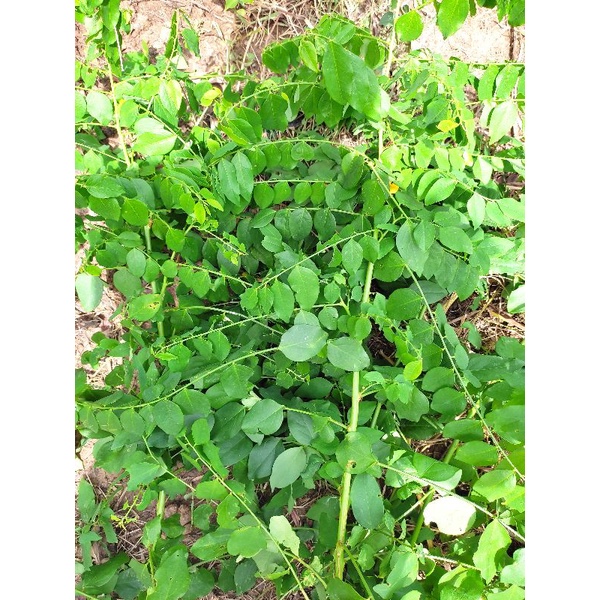 Cây rau bồ ngót, bù ngót, 10 đoạn 20cm để giâm trồng