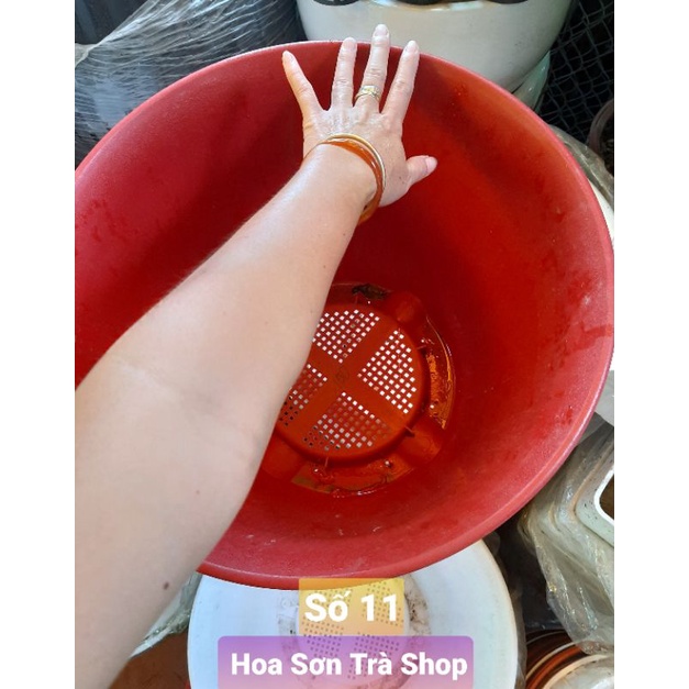 CHẬU NHỰA CỨNG trồng ỔI, TÁO, CHANH...