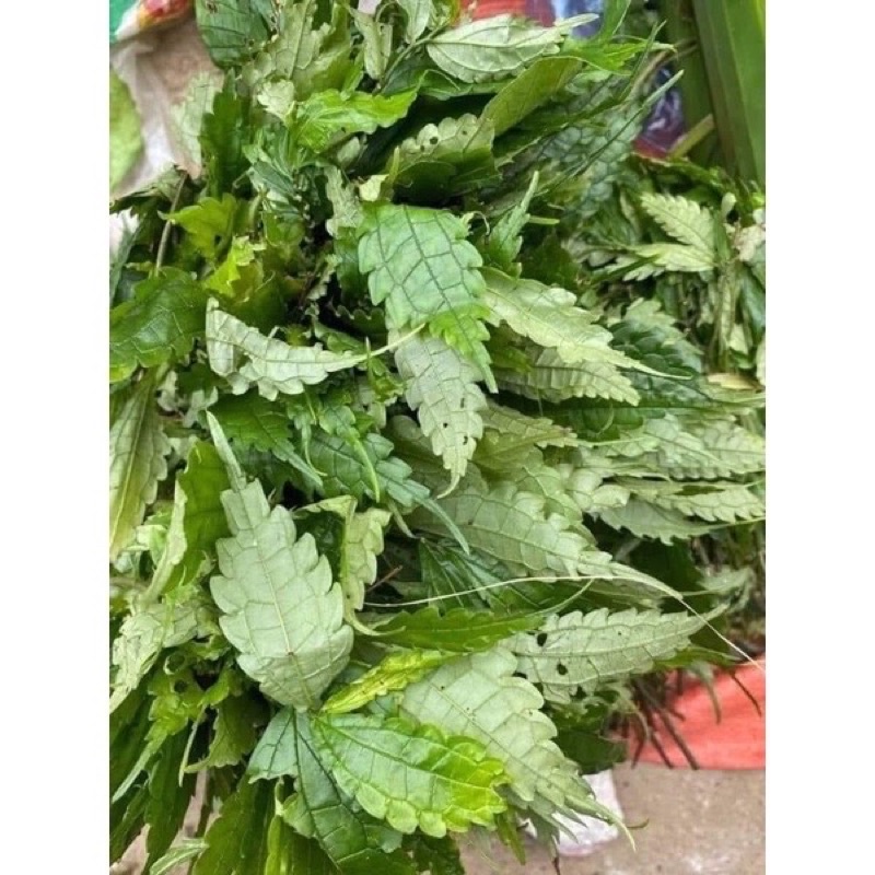 Lá đắng (lá cơm kìa rừng Tây Bắc )