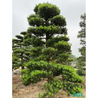 CÂY TÙNG LA HÁN HÀNG GIỐNG SIÊU ĐẸP, SIÊU KHỎE + Tặng 01 cây dâu da đất( bòn bon)