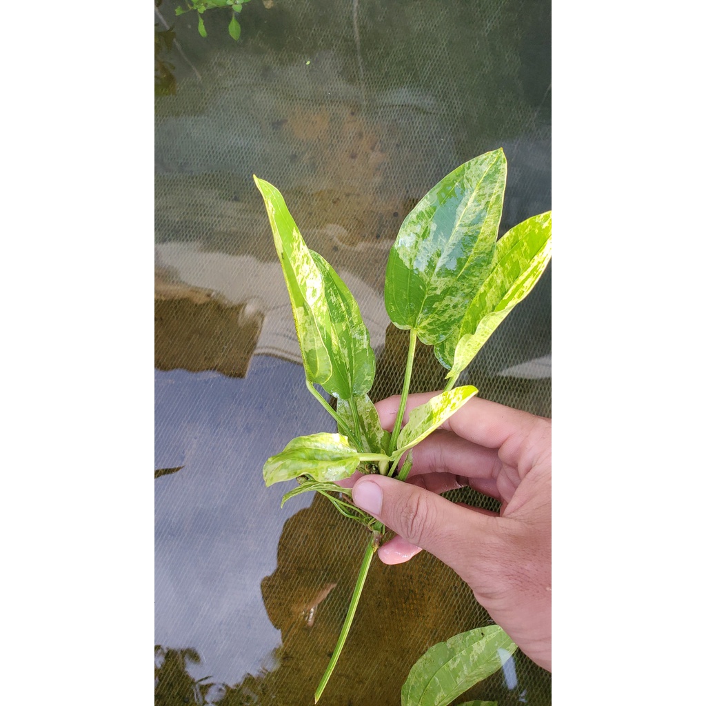 Lan nước var thủy sinh
