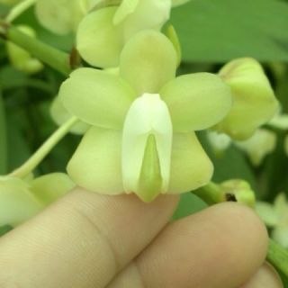 Hoa phong lan - combo 3 cây quế tháng 8 hòa bình