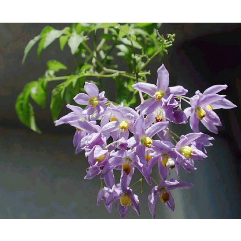 Cây Tiêu Nương