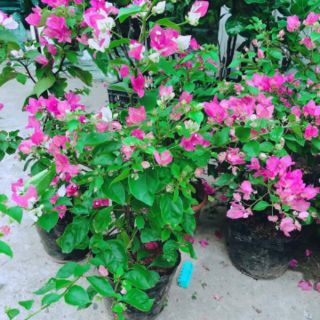 Hoa giấy chỉ 79k/1 chậu