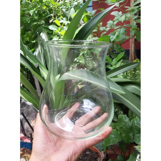 Ly Nuôi Cá MiNi Và Trồng Cây Thủy Sinh Dáng Bầu
