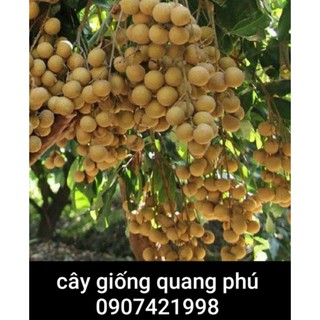 NHÃN THÁI IĐO CÂY CHIẾT CÀNH MAU TRÁI