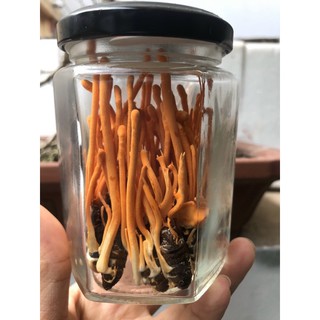 Đông Trùng Hạ Thảo Nguyên Con