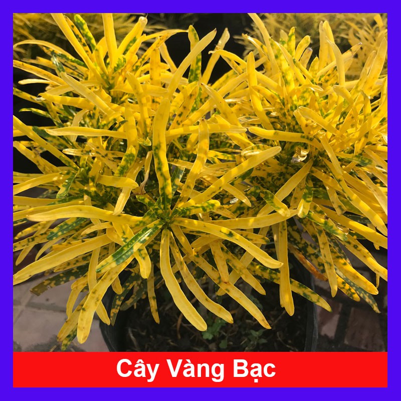 Cây vàng bạc (cây lá màu sao nhái) + Tặng phân bón cho cây mau lớn