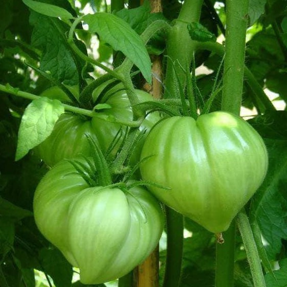 Hạt Giống Cà Chua Trái Tim Vàng 0.1gr