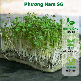 Hạt giống rau mầm cải ngọt 50G Phương Nam