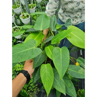 Cây trầu bà tỷ phú