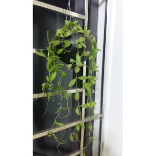 Cây lan hạt dưa trồng trong gáo dừa và vỏ ốc