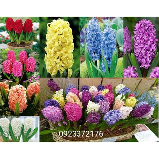 [GIÁ SỈ] Củ hoa Tiên Ông (Dạ Lan Hương) - Có 8 màu để lựa chọn