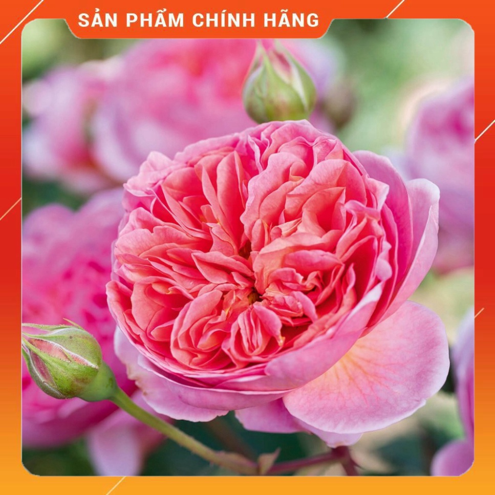 Bortrac 10ml Phân bón lá vi lượng kích thích ra hoa . Nông Dược Xanh