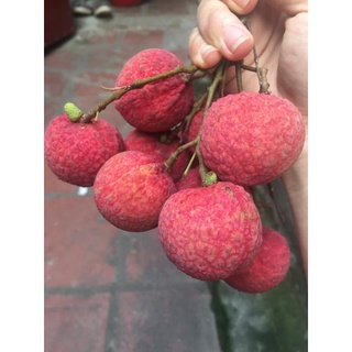 Cây giống Vải Thiều Lục Ngạn. [Siêu sớm].