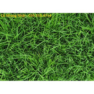 Hạt giống cỏ nhung nhật gói 100g