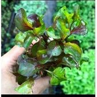Chậu Cải xoong nhật (chậu ra dền nhật)