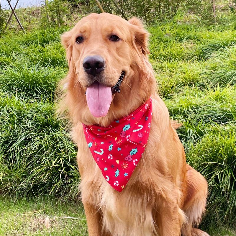 Khăn choàng cổ hình tam giác in họa tiết dễ thương cho thú cưng