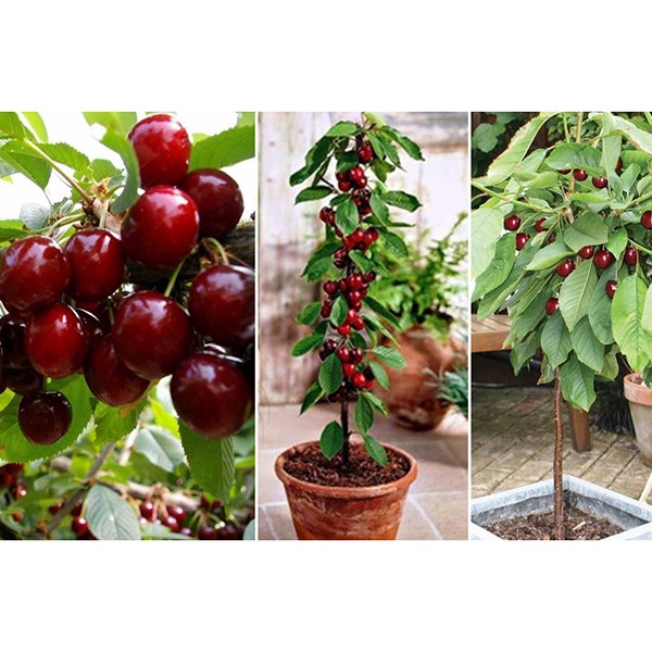 #Hạt_giống_cherry