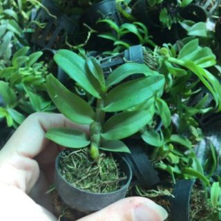 Lan phi điệp 5 cánh trắng