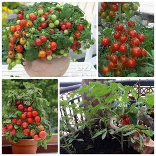 hạt giống Cà Chua lùn cảnh dễ trồng